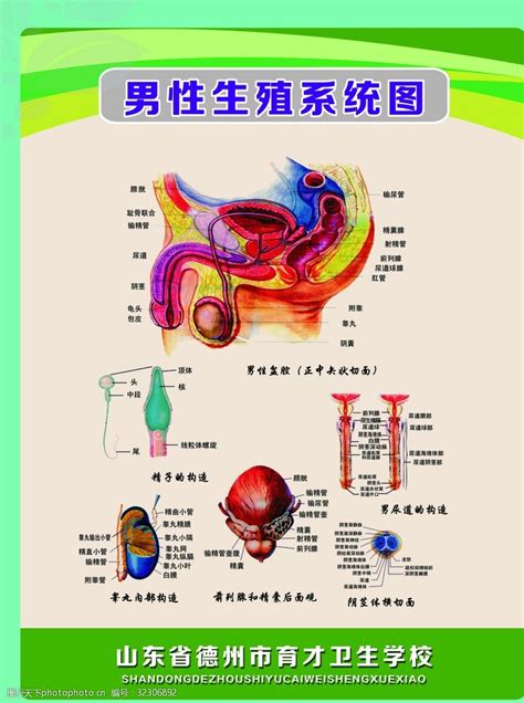 男性生殖系統|男性生殖系統